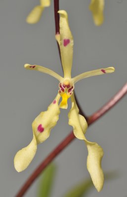 Renanthera citrina.