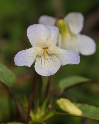 Viola persicifolia var. lacteaeoides. Close-up.