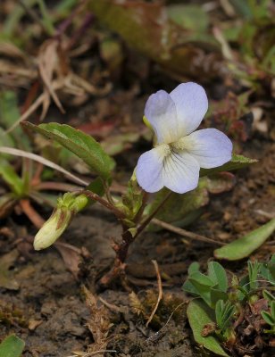 Viola persicifolia var. lacteaeoides. Large flowered clone.