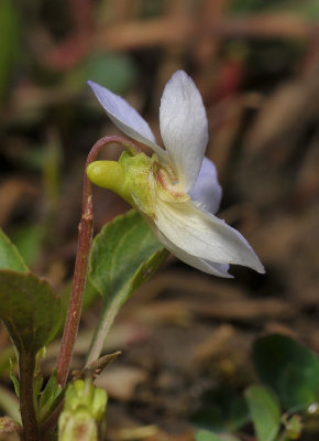 Viola persicifolia var. lacteaeoides. Side.