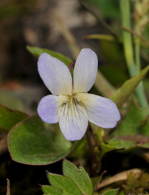 Viola persicifolia var. lacteaeoides. Clone 3