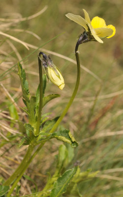 Viola lutea subsp. calaminaria. Side.