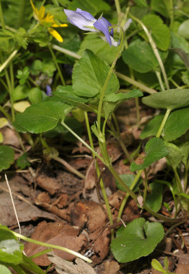 Viola riviniana. Lateral stem.