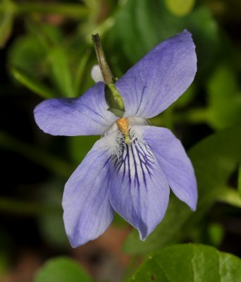 Viola riviniana. Close-up