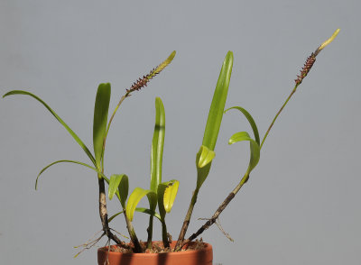 Bulbophyllum cochleatum var. bequaertii.
