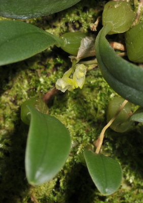 Bulbophyllum inconspicuum. Closer.