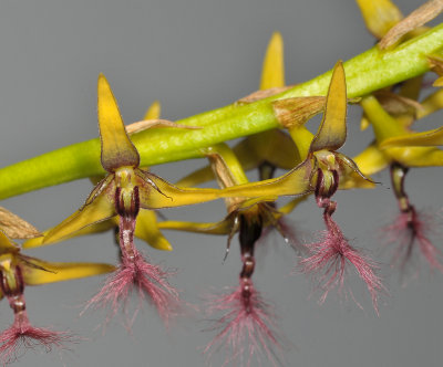 Bulbophyllum saltatorium var.? Closer up.
