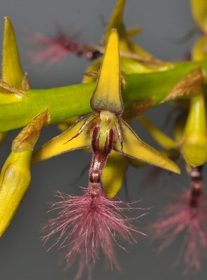 Bulbophyllum saltatorium var.? Close-up.