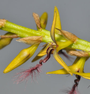 Bulbophyllum saltatorium var.? Close-up side.
