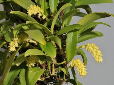 Bulbophyllum spec. Bundi PNG.