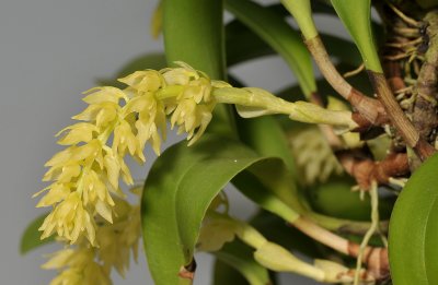 Bulbophyllum spec. Bundi PNG. Closer.