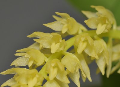 Bulbophyllum spec. Bundi PNG. Close-up.