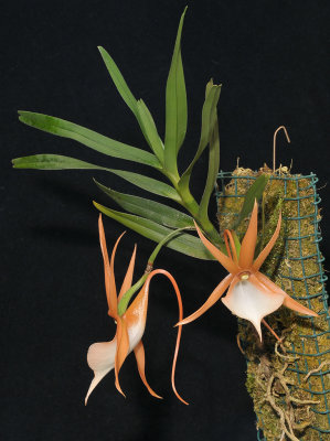 Angraecum viguieri.