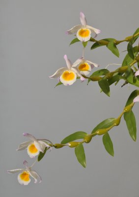 Dendrobium findlayanum. Pale form.