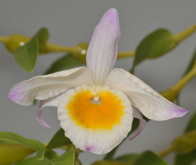 Dendrobium findlayanum. Pale form. Close-up.