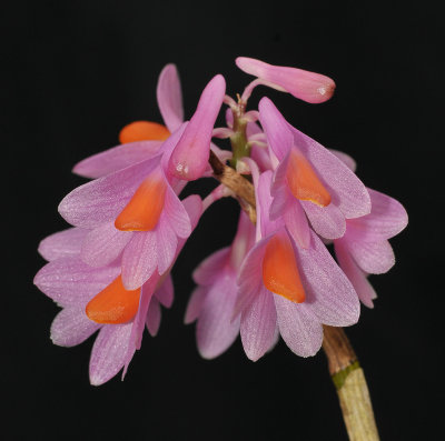 Dendrobium pseudoglomeratum. Close-up.