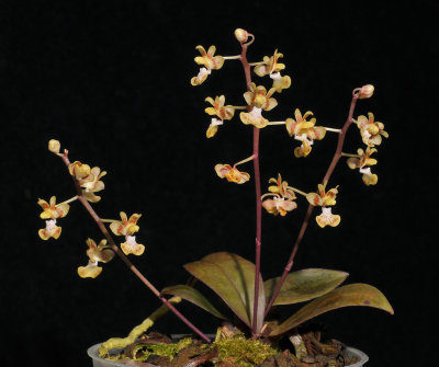 Phalaenopsis chibae.