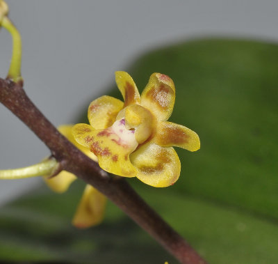 Phalaenopsis chibae. Close-up.