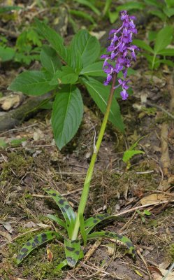 Orchis mascula. Heavy spotted foliage form.