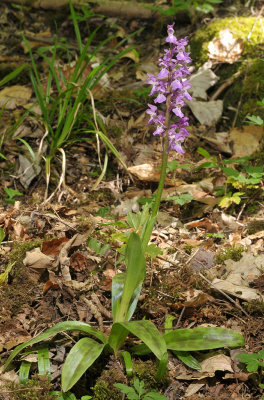 Orchis mascula. Pale markings on foliage.