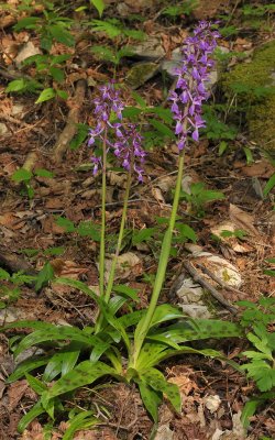 Orchis mascula. Large plant.