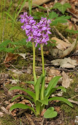 Orchis mascula. Non spotted variety.