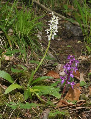Orchis mascula fma. alba and normal.