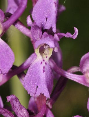 Orchis mascula. Close-up.