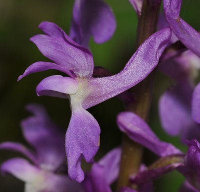Orchis mascula. Close-up side.