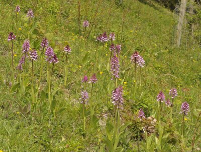 Orchis purpurea O. militaris and their hybrid O. x hybrida.