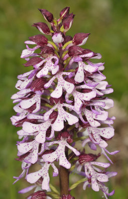 Orchis purpurea. Closer.
