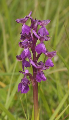 Anacamptis morio. Closer.