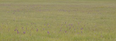 Anacamptis morio. In field.