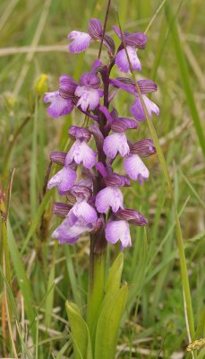 Anacamptis morio. Nice clone.