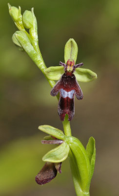 Ophrys insectifera. Close-up.