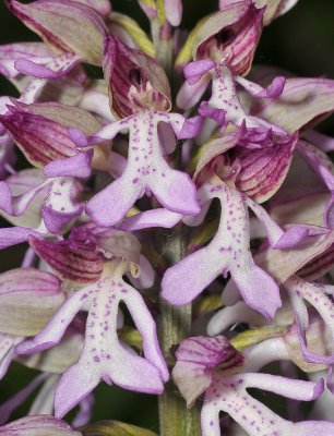 Orchis x hybrida. Close-up.