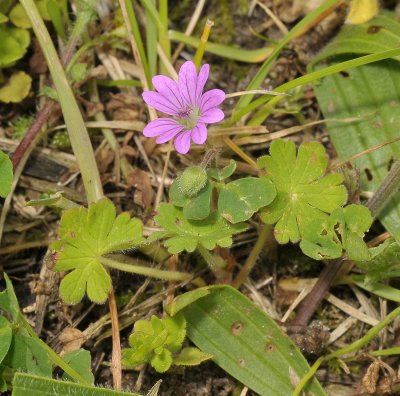 Geranium molle.