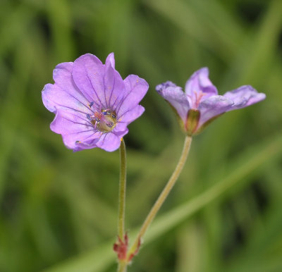 Geranium pyrenaicum. Close-up.