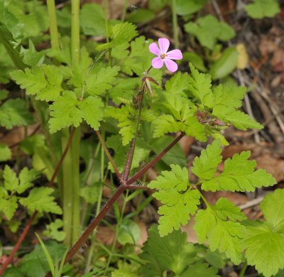 Geranium robertianum.