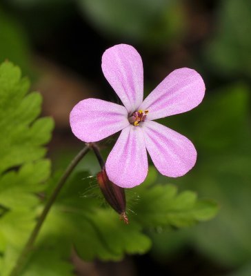 Geranium robertianum. Close-up.