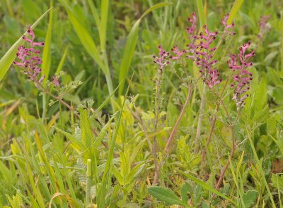 Fumaria officinalis.jpg