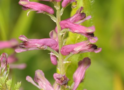 Fumaria officinalis. Close-up.