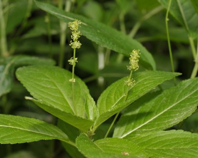 Mercurialis perennis. Male plant close-up.