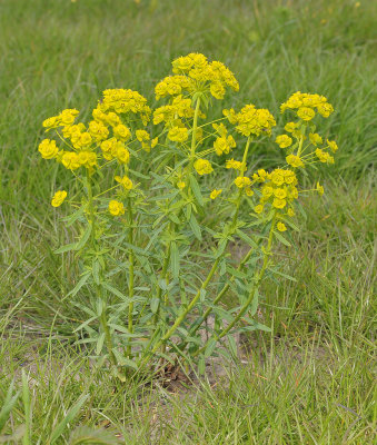 Euphorbia esula.