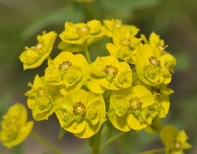 Euphorbia esula. Close-up.