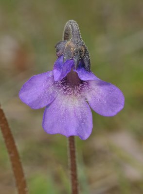 Pinguicula vulgaris Close-up.