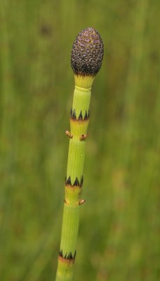 Equisetum fluviatile. Close-up.