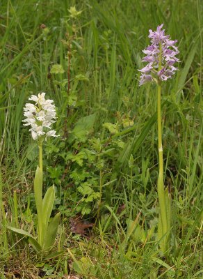 Orchis militaris. fma. alba and the normal form.