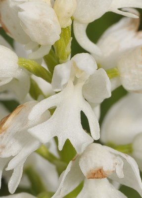 Orchis militaris. fma. alba. Close-up.