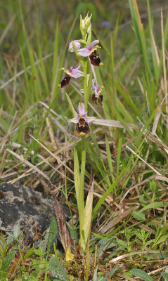 Ophrys fuciflora.